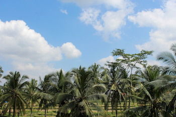 Parco vacanze Junjungan Pool & 3*
